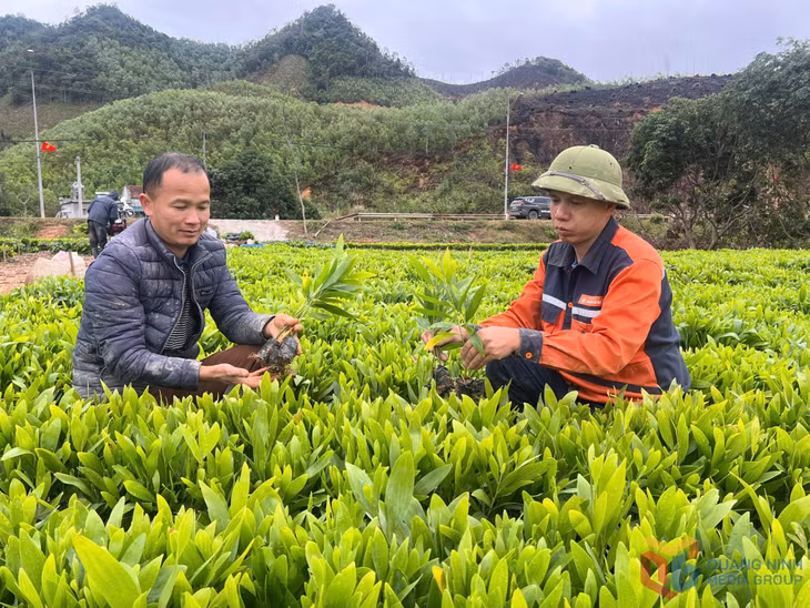 Mô hình vườn ươm cây lâm nghiệp của nông dân xã Đồn Đạc, huyện Ba Chẽ.