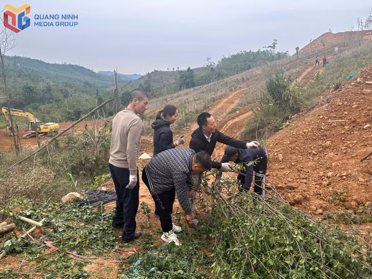 Cây hoa Anh Đào được tỉa lá trước khi trồng.