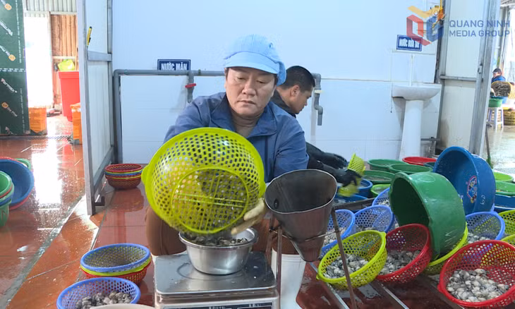 Lượng hàu ruột tại Công ty Xuất nhập khẩu hải sản Khánh Linh xuất khẩu chiếm 70% đơn hàng.