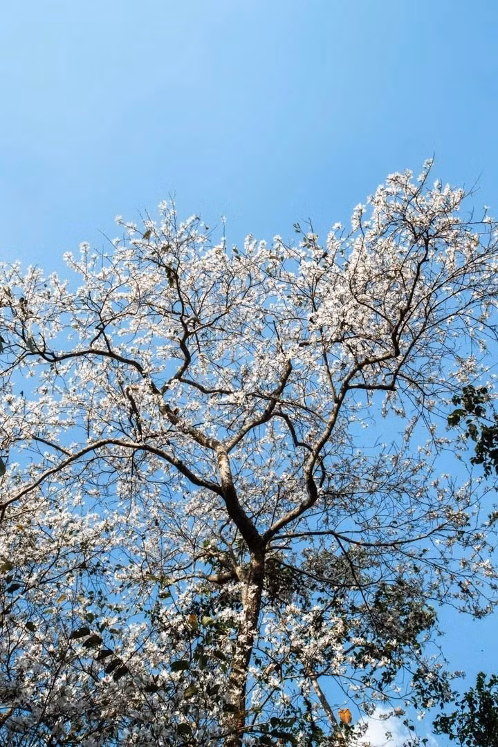 Theo lãnh đạo huyện Mường Ảng, địa phương này đã chủ trương xây dựng nơi đây thành bản du lịch cộng đồng để quảng bá vẻ đẹp độc đáo, hiếm có, đồng thời giúp người dân nơi đây từng bước chuyển đổi phương thức làm ăn, nâng cao đời sống. Ảnh: Thiện Nguyễn.