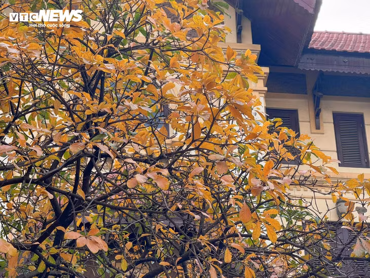 Sự chuyển màu của cây cối không chỉ báo hiệu thời khắc giao mùa mà còn làm cho những góc phố quen thuộc trở nên lãng mạn hơn bao giờ hết.