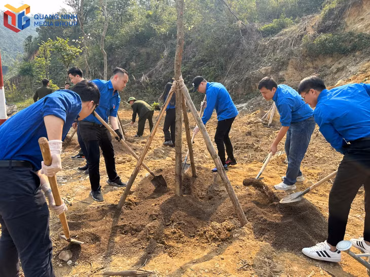 Đoàn viên, thanh niên BIDV Quảng Ninh trồng cây hoa ban.
