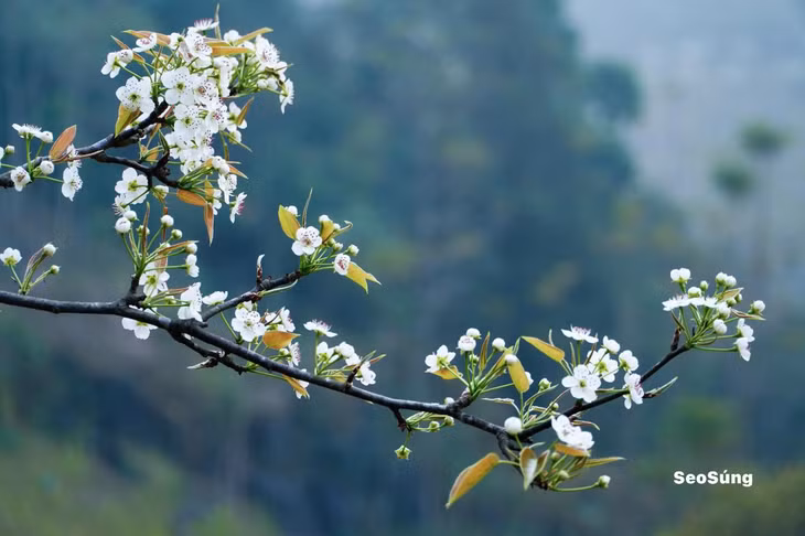 Hoa nở từng đợt nối tiếp nhau và giữ trên cành khá lâu. Khi hoa rụng, lộc non bắt đầu đâm chồi, báo hiệu mùa quả sắp đến. Ảnh: Seo Súng