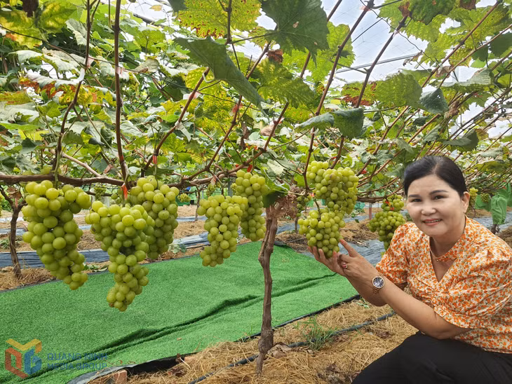 Giàn nho sữa giống Hàn Quốc được HTX nông nghiệp An Sinh ững dụng công nghệ nhà giàn để trồng thành công.