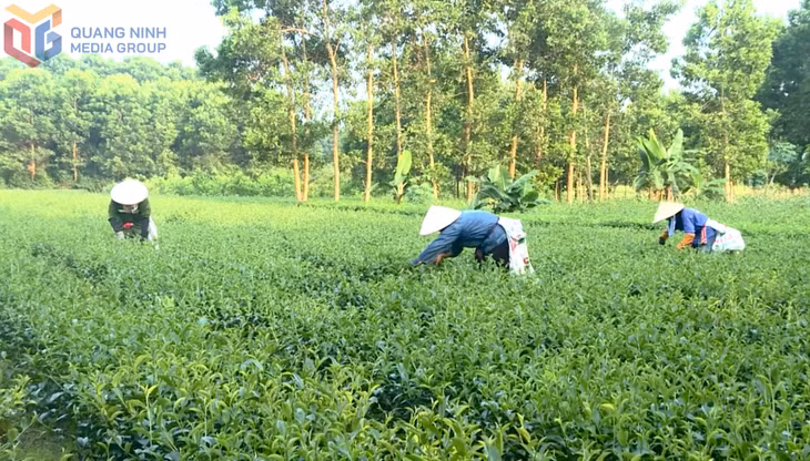 Người dân thu hái chè tại xã Quảng Long (Hải Hà).