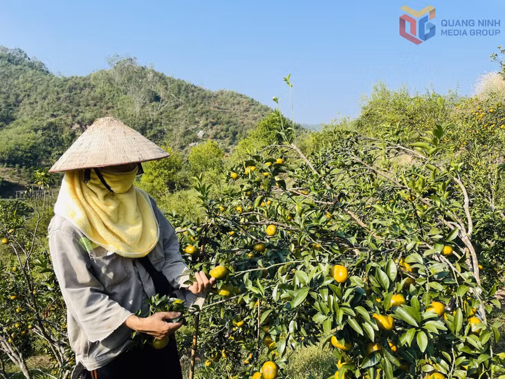 Mô hình trồng cam mang lại hiệu quả kinh tế cao cho người dân trên địa bàn huyện Vân Đồn.