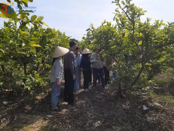 Đoàn kiểm tra Sở Nông nghiệp và phát triển nông thôn (nay là Sở Nông nghiệp và môi trường) kiểm tra công tác đào tạo nghề nông nghiệp cho lao động nông thôn trên địa bàn Đông Triều. Ảnh: Chi cục phát triển nông thôn 