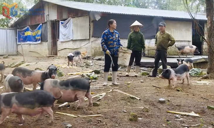 Chăn nuôi lợn Móng Cái tại HTX Hữu cơ An Lộc, TP Móng Cái.
