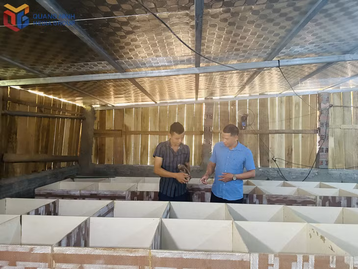 chăn nuôi dúi