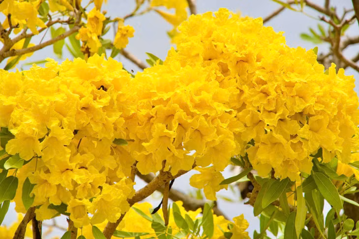 Nhờ những ưu điểm này, nhiều tuyến đường, công viên và khu dân cư tại An Giang đã chọn trồng kèn vàng để tạo bóng mát và điểm nhấn cảnh quan. Ảnh: Khương Nhựt Minh