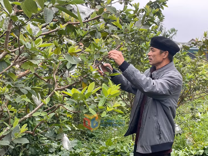 Ông Ân Văn Kim (xã Sơn Dương, TP Hạ Long) chăm sóc cho vườn ổi của gia đình.