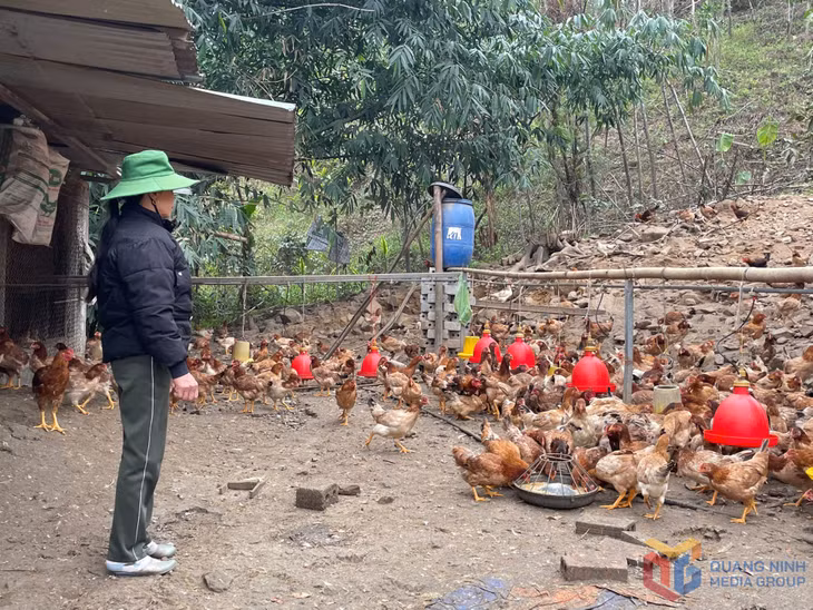 Nhờ nguồn vốn vay từ Quỹ Hỗ trợ nông dân, gia đình chị Triệu Thị Niên (xã Tân Dân, TP Hạ Long) đã phát triển hiệu quả mô hình nuôi gà thương phẩm.