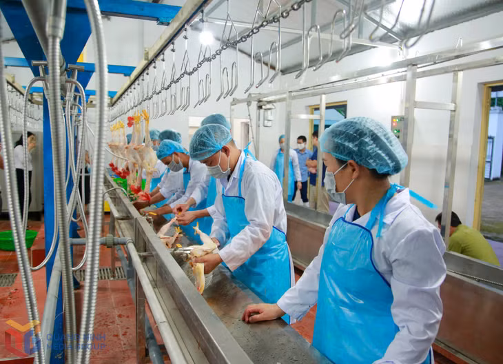 Đồng bào dân tộc thiểu số huyện Tiên Yên áp dụng khoa học công nghệ vào dây chuyền chế biến sản phẩm gà Tiên Yên theo quy tắc một chiều.