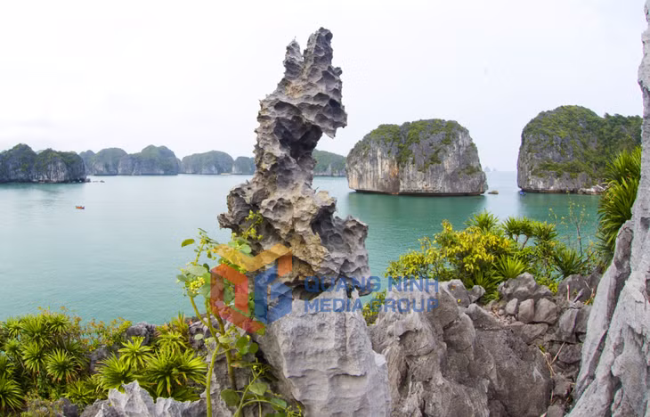 Sự sống nhô lên từ đá. Ảnh: Đỗ Giang