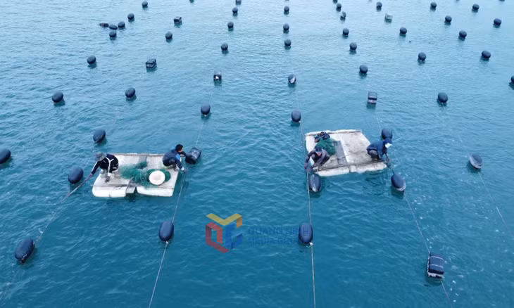 Diện tích nuôi nhuyễn thể ở huyện Vân Đồn đang được các hộ dân xuống giống nuôi trồng.