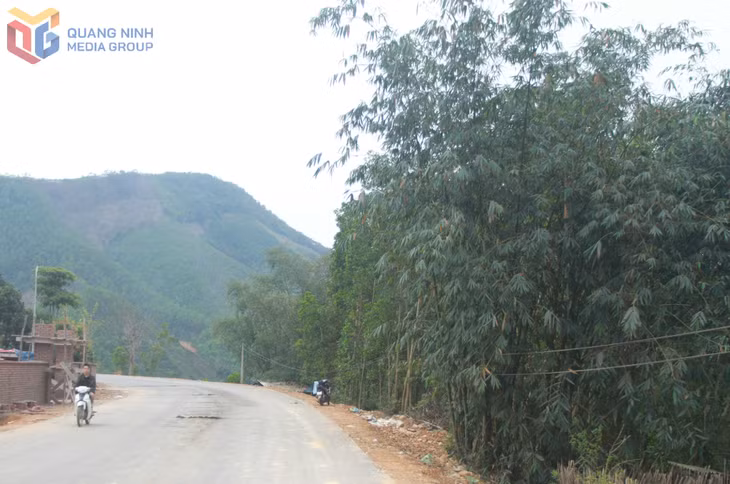 Hàng tre bên đường tuần tra biên giới.