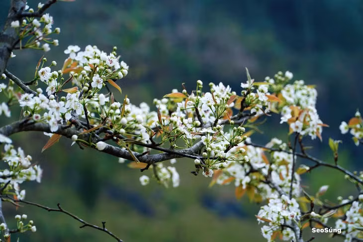 Anh Seo Súng, một người dân địa phương, chia sẻ rằng mùa hoa lê đến sau mùa hoa mận. “Vào mùa Xuân, huyện Si Ma Cai ngập tràn sắc hoa, thu hút du khách đến chiêm ngưỡng và lưu giữ những khoảnh khắc đẹp”, anh nói. Ảnh: Seo Súng