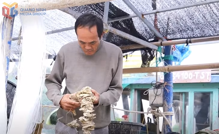 Ông Trần Văn Đắc, Giám đốc HTX Nuôi trồng thủy sản Quyết Tiến (Huyện Vân Đồn) kiểm tra hàu giống.