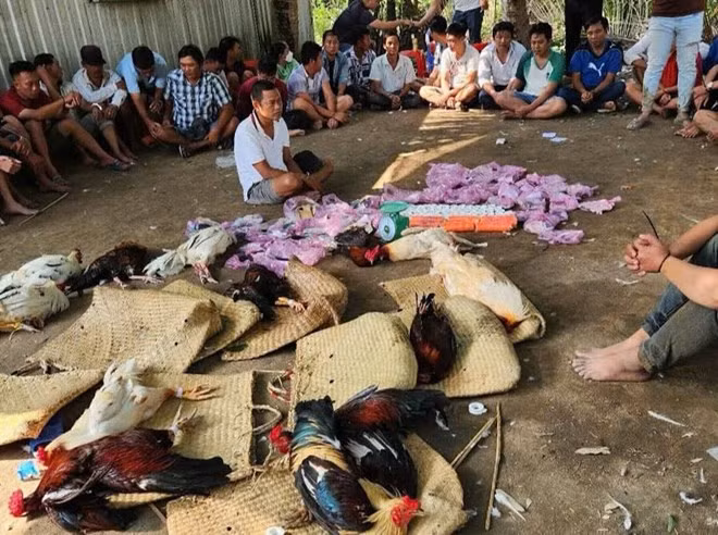 Hiện trường tụ điểm đá gà ăn thua bằng tiền bị công an bắt quả tang. Ảnh: Công an cung cấp
