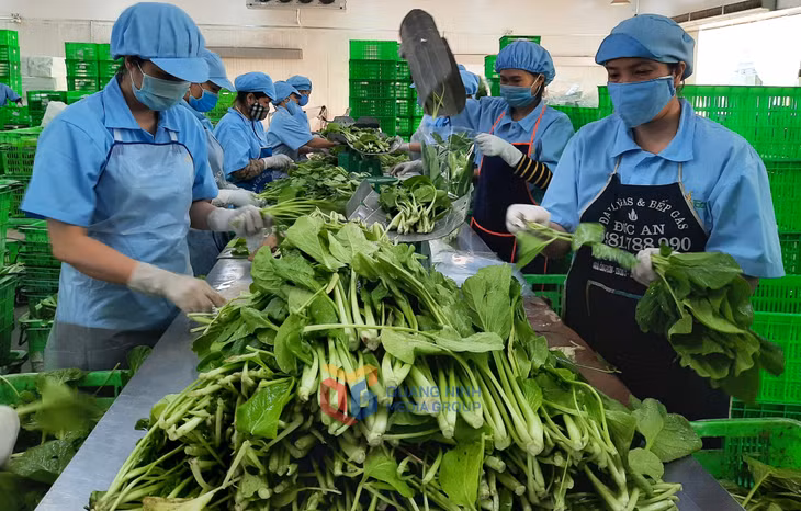 Đóng gói rau xanh tại khu nông nghiệp công nghệ cao VinEco (Đông Triều).