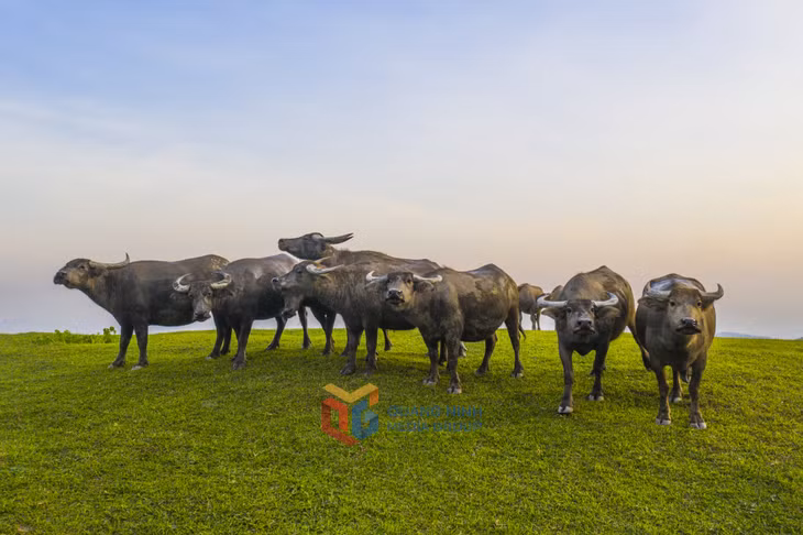 Cao nguyên cỏ Ba Chẽ nuôi các đàn trân béo 