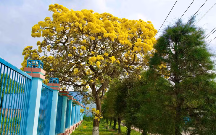 Hoa không nở lẻ tẻ mà bung nở đồng loạt, phủ kín các tán cây. Ảnh: Khương Nhựt Minh
