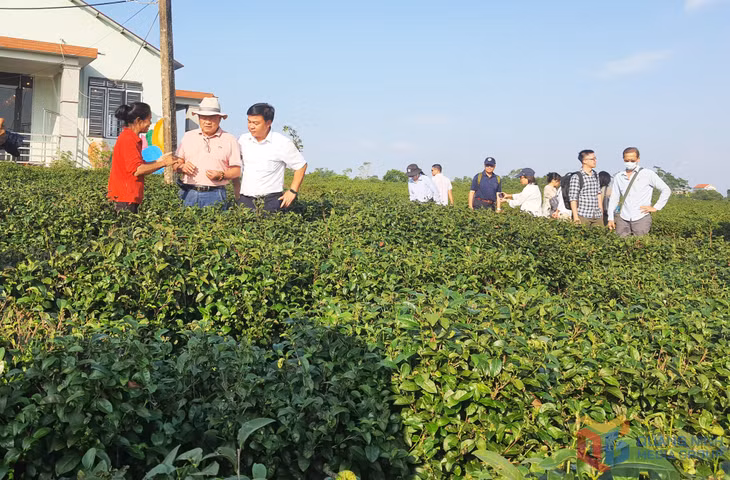 Mô hình farm chè của người dân Hải Hà được tự động kiểm soát về dư lượng hoá học để đảm bảo các tiêu chí canh tác chè theo hướng hữu cơ.