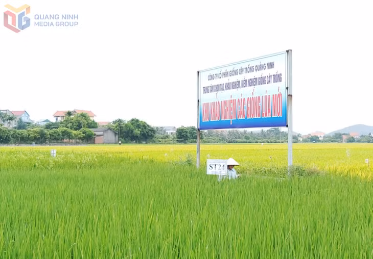 Khu vực trồng thử nghiệm các giống lúa của Công ty CP Giống cây trồng Quảng Ninh.