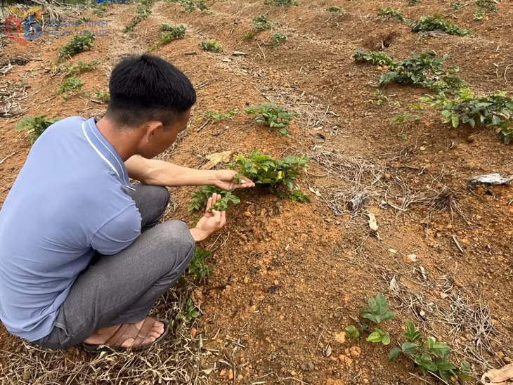 Người dân thôn Khe Phương (xã Kỳ Thượng) trồng nam sâm, phát triển kinh tế gia đình. Ảnh: Thu Nguyệt