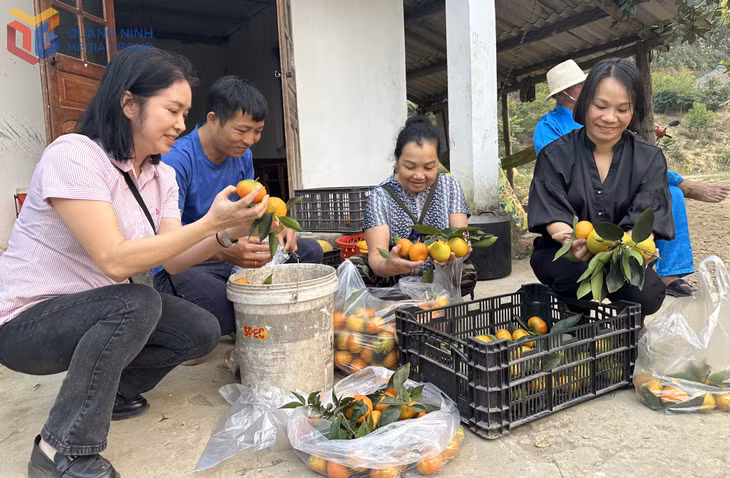 Anh Lý Hồng Thêm (thôn Đá Bạc, xã Dương Huy, TP Cẩm Phả) thu hoạch cam V2.