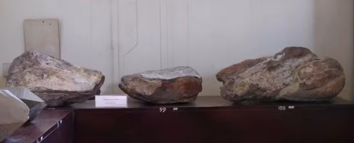 Hóa thạch xương đùi khủng long Titanosaurus được khai quật tại Lào vào năm 1935.