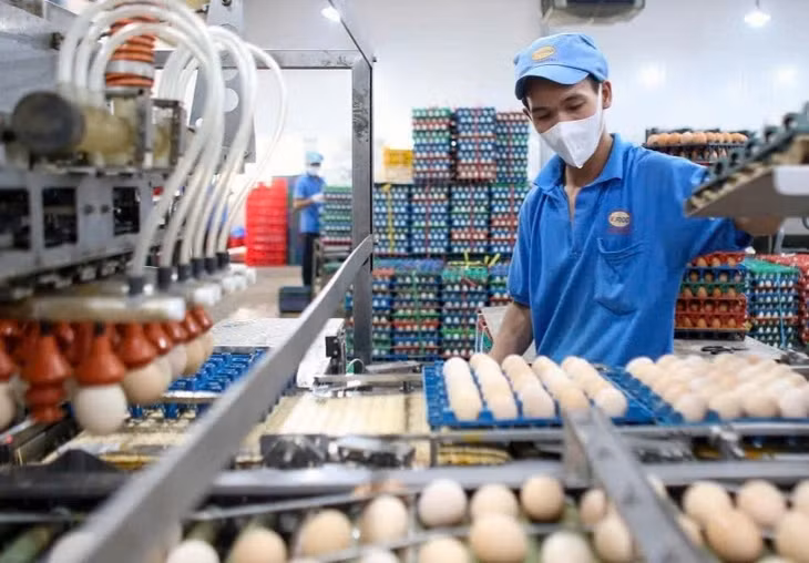Nguồn cung trứng gia cầm tại Việt Nam đang khá dồi dào nhưng khó xuất khẩu - Ảnh: N.TRÍ