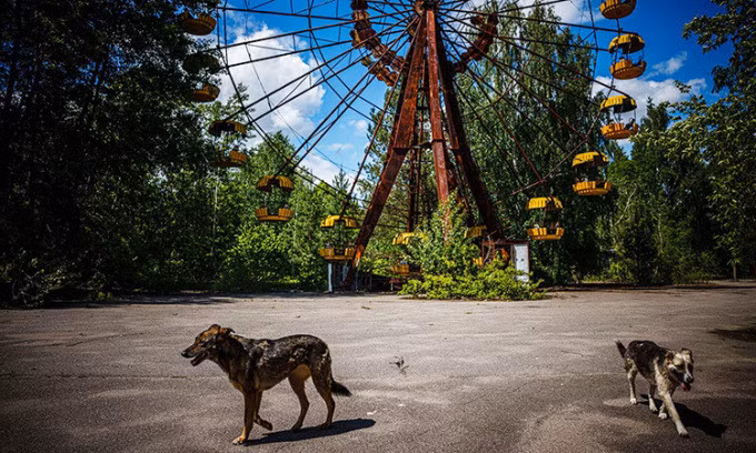 Những con chó lang thang trong 'thị trấn ma'' Pripyat thuộc Chernobyl. Ảnh:Dimitar Dilkoff/Agence France-Presse