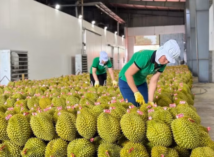 Cơ sở đóng gói sầu riêng ở miền Tây - Ảnh: T. VY