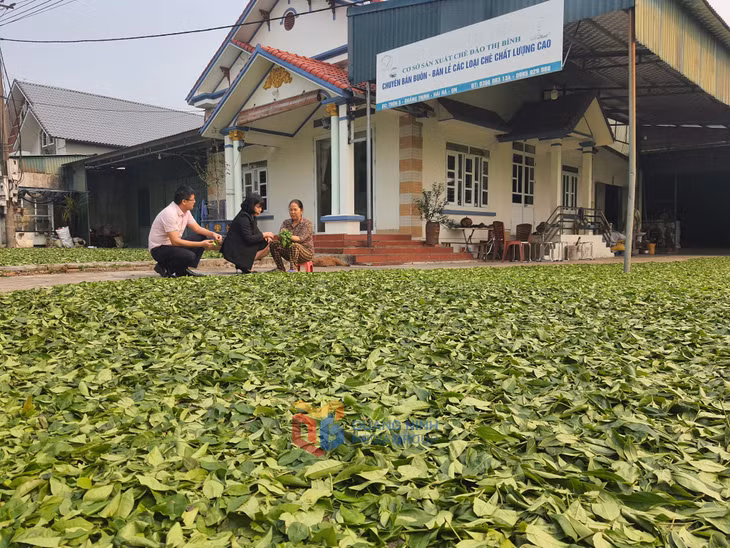 Tổ hợp tác chè hữu cơ của Bà Bùi Thị Bính, xã Cẩm Thịnh, huyện Hải Hà đang hoạt động hiệu quả.