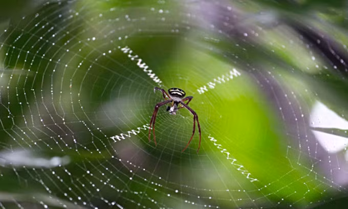 Mạng nhện của loài Argiope amoena. Ảnh: Ramakrishna Bhat