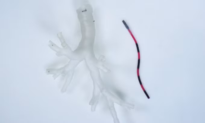 Mô hình cây phế quản kích thước giống thật và robot xúc tu từ tính. Ảnh: Đại học Leeds