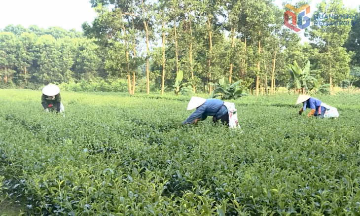Người dân xã Quảng Long (Hải Hà) thu hoạch chè.