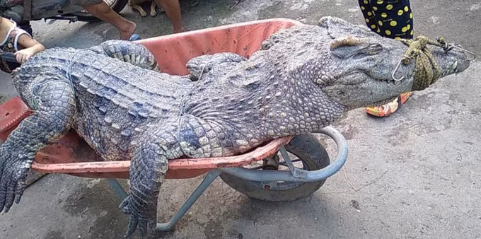 Con cá sấu dài 2,5 m do anh Thanh chích điện bắt trước khi xẻ thịt. Ảnh: Thị Tuyết.