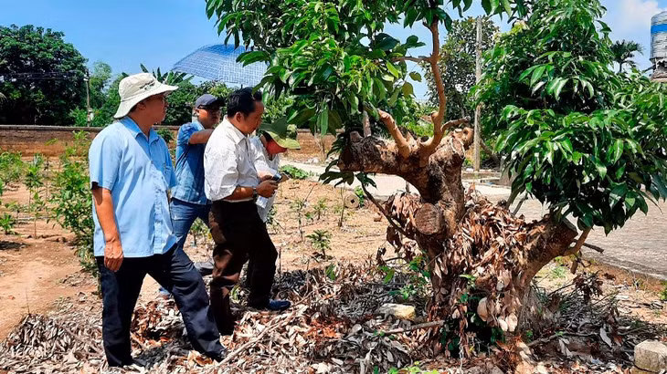 Lãnh đạo Sở KH&amp;CN kiểm tra tiến độ nhiệm vụ KH&amp;CN cấp tỉnh “Nghiên cứu thử nghiệm ghép cải tạo bằng giống vải chín sớm PH40 tại Quảng Ninh”.