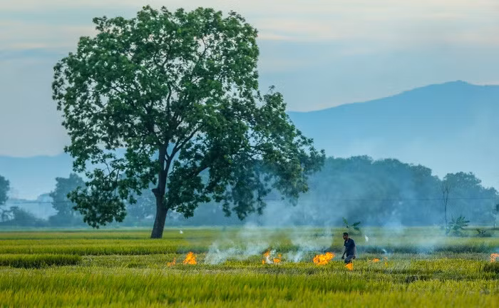 Một số gia đình không đem rơm về nhà thì đốt tại ruộng nhằm lấy tro tốt cho đất.