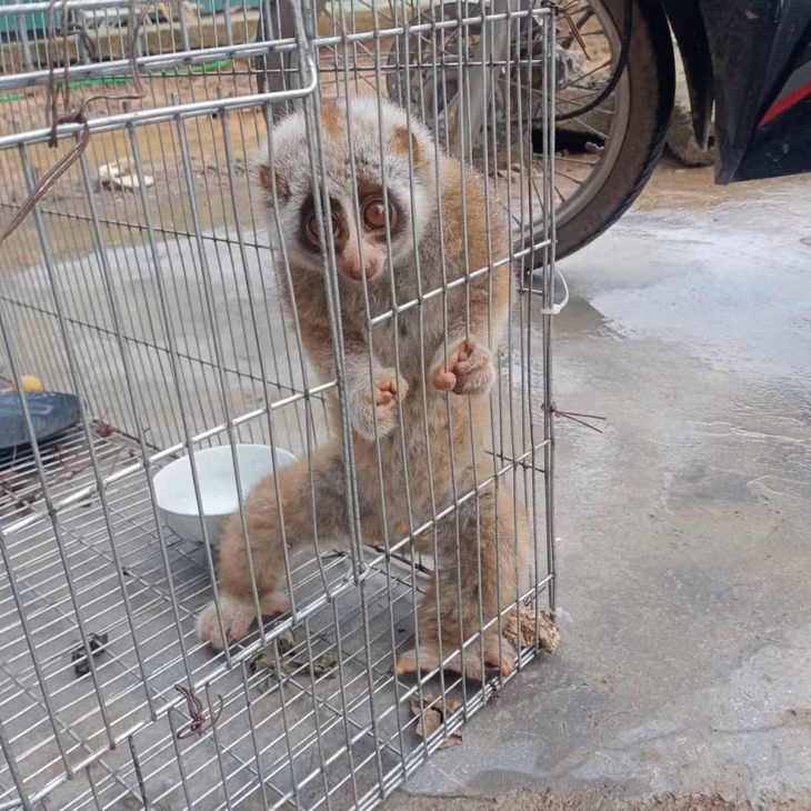Con cu li quý hiếm được bàn giao cho lực lượng Kiểm lâm Ba Chẽ.