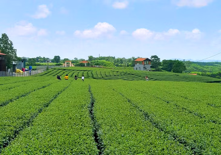 Xã Quảng Long (huyện Hải Hà) đã xây dựng đồi chè thành điểm du lịch trải nghiệm hấp dẫn. Ảnh: Hà Phong