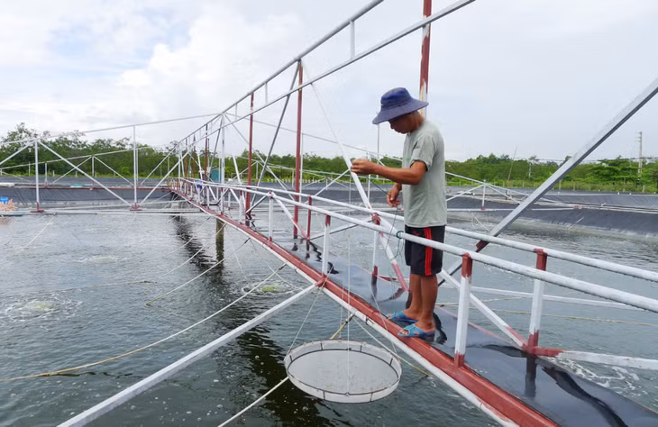 Mô hình nuôi tôm thẻ chân trắng có giá trị kinh tế cao của gia đình anh Vũ Văn Cảo (khu Điền Công 1, phường Trưng Vương).