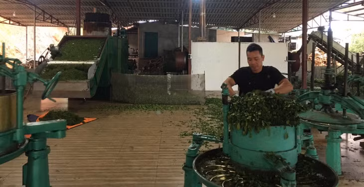 Sản xuất chè theo quy trình VietGAP tại Cơ sở sản xuất chè Dũng Nga (xã Quảng Long, huyện Hải Hà).