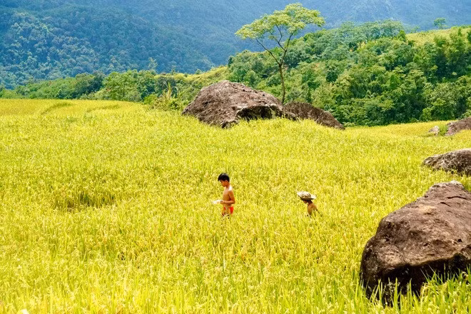 Mùa vàng ở Pù Luông thường diễn ra vào 2 vụ trong năm, vụ đầu từ cuối tháng 5 đến giữa tháng 6 và vụ tiếp theo vào cuối tháng 9 đầu tháng 10 hàng năm.