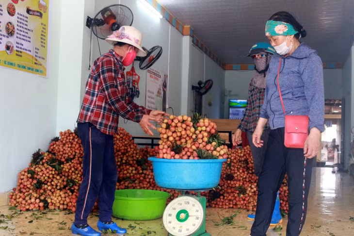 Thương lái thu mua vải tại xã Bình Khê (TX Đông Triều).