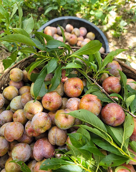 Thung lũng mận tam hoa ở Nghệ An vào vụ ảnh 3 Thung lũng mận tam hoa ở Nghệ An vào vụ ảnh 3