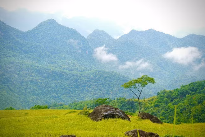 Giữa bốn bề là mây trắng như vờn trên núi, mỗi mùa lúa chín Pù Luông lại như khoác thêm một màu áo mới làm say lòng người.