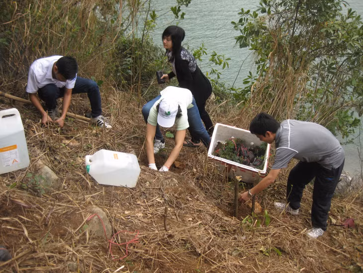 Bông mộc là loài thực vật quý, có hoa, quả đẹp được nhân giống trồng tại nhiều điểm du lịch trên Vịnh Hạ Long. Ảnh do BQL Vịnh Hạ Long cung cấp